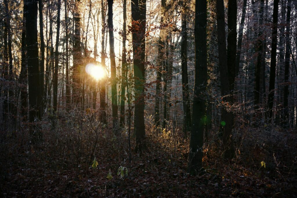 Golden sunlight illuminating forest trees, creating a serene, natural ambiance.